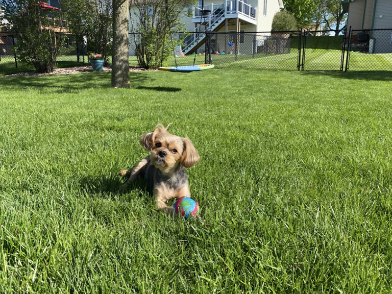 Chain Link pet fencing in Twin Cities, MN Minnesota